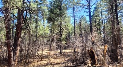 20 Acres with Trees bordering BLM lands - El Morro Ranches