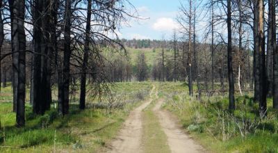 REDUCED * 2 adjoining lots Klamath County Oregon * burned in Fire several years ago.