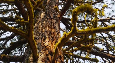 3 adjoining Lots - Trees Trees Trees - Quiet and Seclusion