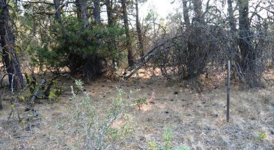 2 Adjoining Treed Lots - Privacy - Trees
