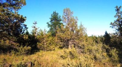 Adjoins Forest Service lands  3 treed lots * 2 together & 1 lot separted by a lot. Buy 1 or 2