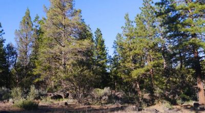 Adjoins Forest Service lands  3 treed lots * 2 together & 1 lot separted by a lot. Buy 1 or 2