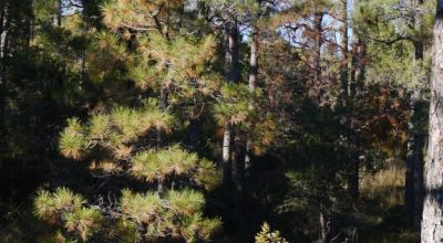 4 adjoining Lots Sacramento Mountains 35 miles south of Cloudcroft New Mexico