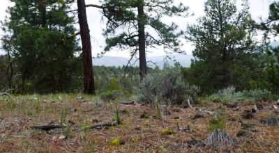 20 acres Oregon Forested Mountain land  near Lakeview & Drews Gap Summit