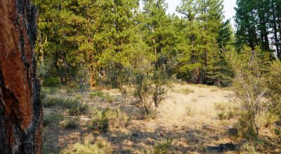 3 adjoining Lots - Trees Trees Trees - Quiet and Seclusion