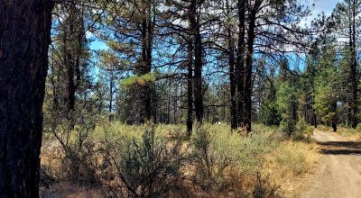 Park Like Settings on Over 2.5  acres Power at Property Line