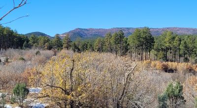Sherwood Forest 1 acre near Torreon New Mexico - Base of the Manzano Mountains