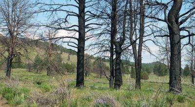 REDUCED * 2 adjoining lots Klamath County Oregon * burned in Fire several years ago.