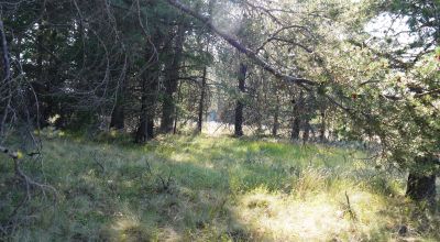 Remote - Island of Trees and Wet Weather Creek