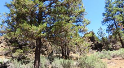 Southerly facing with Unique Rock Formations and trees