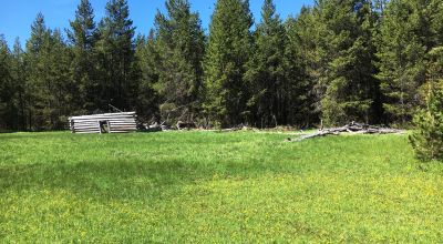 Pristine forest land with Crescent Creek - Trees - Meadows