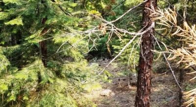 Heavily Forested property with incomplete steel pole metal roof shed/barn