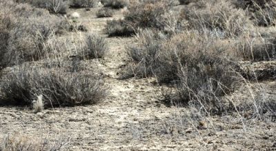 2 adjoining 80 acre parcels * Dolly Varden