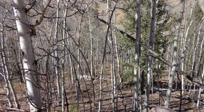Cripple Creek Colorado residential  building property. Trees