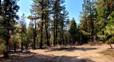 Spacious Treed Parcel - Southerly facing - 5+ acres