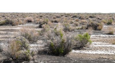 Classic Nevada Desert - Just off Hwy 95