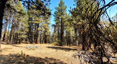 Forest like settings near Bly Mountain Pass * Mobiles, modulars, site-builds allowed