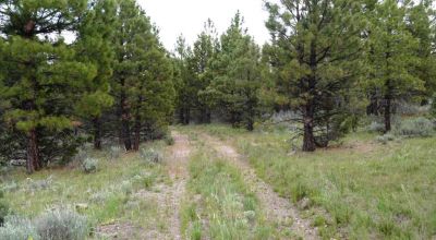 40 acre Forested parcel includes base of the hill and part of the hill - Views Trees