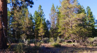 Adjoins Forest Service lands  3 treed lots * 2 together & 1 lot separted by a lot. Buy 1 or 2