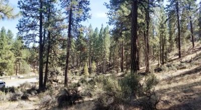Bonanza Oregon land - 2 adjoining lots with Trees - Power at Road