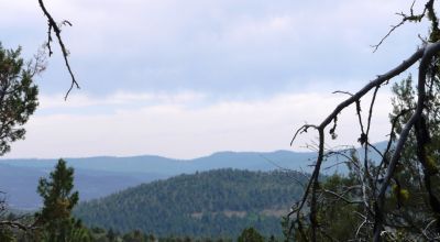 Southern Oregon Forested 10 acres - Trees - Views