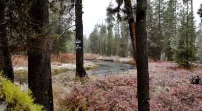 Pristine forest land with Crescent Creek - Trees - Meadows