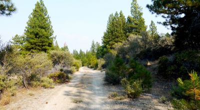 2 Adjoining Treed Lots - Privacy - Trees