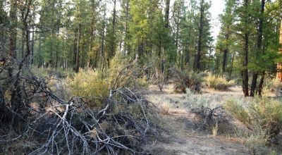 Pristine Forest land - Heavily treed - Park like settings - 2 adjoining parcels  - 40 total acres