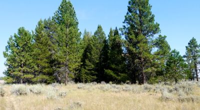 Remote - Island of Trees and Wet Weather Creek