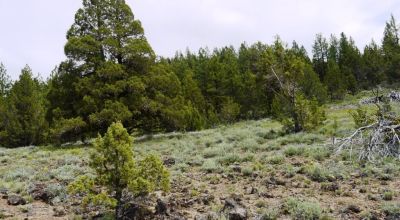 20 acres Oregon Forested Mountain land  near Lakeview & Drews Gap Summit