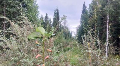 South of North Pole Alaska - Borders Hwy 2 aka Richardson Hwy