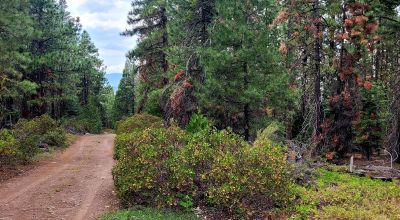 Near Bly Mountain Pass - Huge Trees, Huge Views - Residential Homesite in the trees