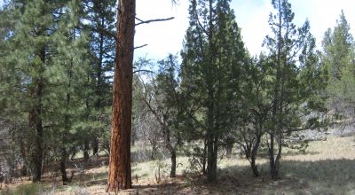 3 adjoining treed lots on cul de sac *