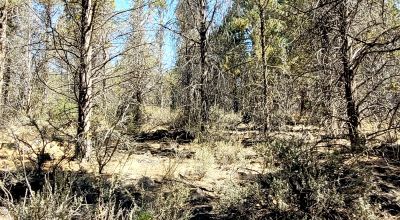 Southerly facing parcel above Sprague River Valley *  TREES