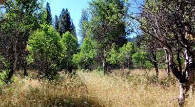 Trees - Meadows - Small Stream - Aspens