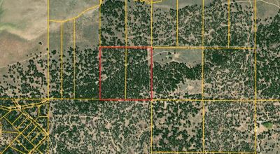 Pristine Forest land - Heavily treed - Park like settings - 2 adjoining parcels  - 40 total acres