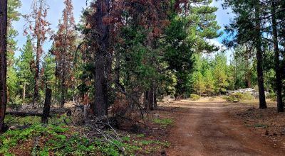 Near Bly Mountain Pass - Huge Trees, Huge Views - Residential Homesite in the trees