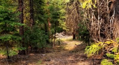 Heavily Forested property with incomplete steel pole metal roof shed/barn