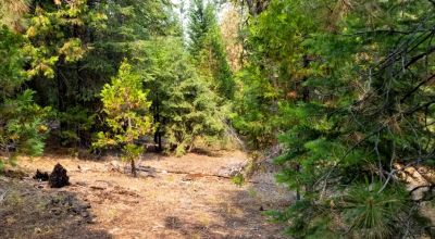 Heavily Forested property with incomplete steel pole metal roof shed/barn