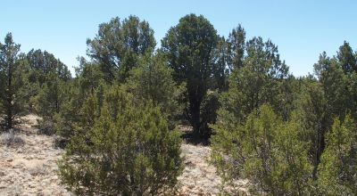 10 acres -Trees and Small Hill - Candy Kitchen Area New Mexico OWF