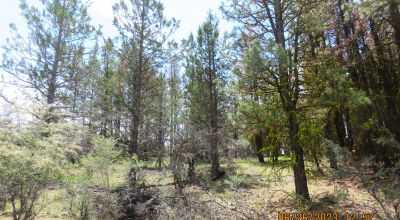 2 adjoining Lots almost 5 acres - Trees - Corner Lot - Camp RV Build