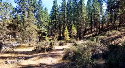 Bonanza Oregon land - 2 adjoining lots with Trees - Power at Road
