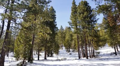 Lots of Trees - Large parcel near Bly Mountain Pass Oregon