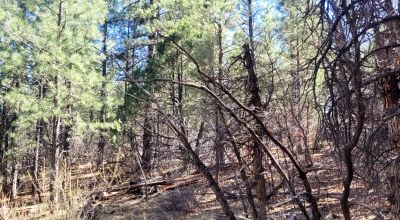 20 Acres with Trees bordering BLM lands - El Morro Ranches