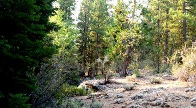 3 adjoining Lots - Trees Trees Trees - Quiet and Seclusion