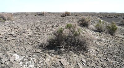 Classic Nevada Desert - Just off Hwy 95