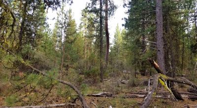 Forested Residential Buildable Parcel