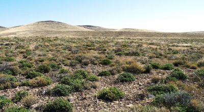 80 acres of Rolling Hills  only $49,000