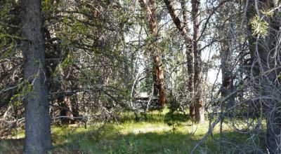 Remote - Island of Trees and Wet Weather Creek