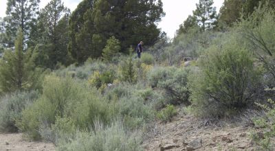 Trees - Views - Klamath Oregon land